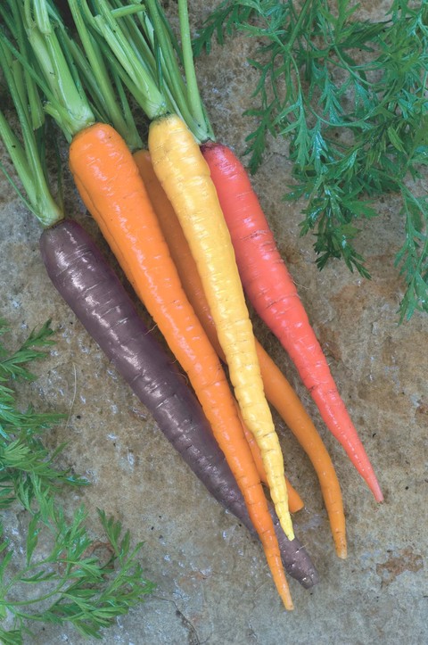 Colored Carrots
